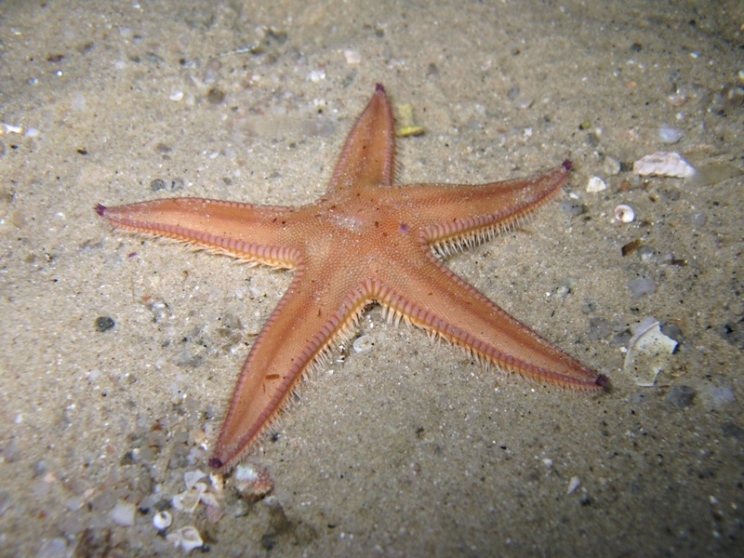 Astropecten irregularis (Pennant, 1777)